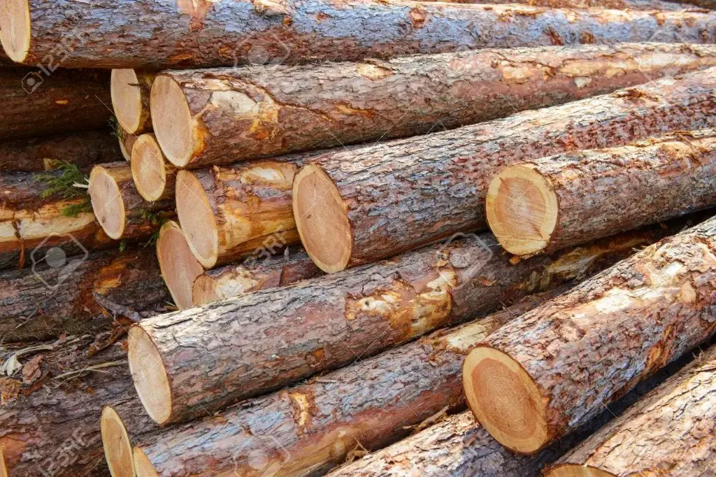 Acacia